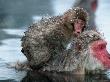 Japanese Macaque & Young, Nagano, Japan by Ralph Reinhold Limited Edition Print