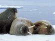 Walruses On Land, Arctic by Patricio Robles Gil Limited Edition Print