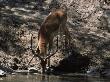 Impala (Aepyceros Melampus) Drinking In Mara River by Ralph Reinhold Limited Edition Print