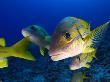 Bluestripe Snapper, Hawaii by David B. Fleetham Limited Edition Print