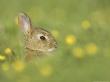 Rabbit, Youngster Emerging From Burrow In Field Of Buttercups, Scotland by Mark Hamblin Limited Edition Pricing Art Print