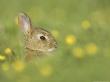 Rabbit, Youngster Emerging From Burrow In Field Of Buttercups, Scotland by Mark Hamblin Limited Edition Print