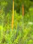 Wild Flowers, Garden Route Near Storms River, South Africa by Roger De La Harpe Limited Edition Print