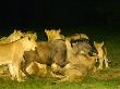 A Pride Of Lions At A Kill, Malamala Game Reserve, South Africa by Roger De La Harpe Limited Edition Pricing Art Print