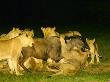 A Pride Of Lions At A Kill, Malamala Game Reserve, South Africa by Roger De La Harpe Limited Edition Print