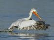 Dalmatian Pelican, Adult Fishing, Greece by David Tipling Limited Edition Print