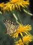 Butterfly On Yellow Flower by Henryk T. Kaiser Limited Edition Print