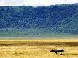 Black Rhinoceros, Ngorongoro Crater, Tanzania by Ariadne Van Zandbergen Limited Edition Print