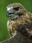 Hawk Close-Up by Fogstock Llc Limited Edition Pricing Art Print