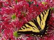 Butterfly On Flowers by Fogstock Llc Limited Edition Print