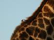 Diagonal Close-Up Of Giraffe, Kruger National Park by Keith Levit Limited Edition Print