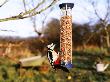 Great Spotted Woodpecker On Nut Feeder, Kent, Uk by David Tipling Limited Edition Pricing Art Print