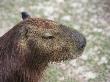 Capybara, Largest Rodent, Amazon, Peru by Jeff Randall Limited Edition Print