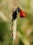 Large Skipper Butterfly On Plantain, West Berkshire, Uk by Philip Tull Limited Edition Print