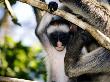 Kirks Red Colobus Monkeys, Adult And Infant In Tree, Zanzibar by Ariadne Van Zandbergen Limited Edition Print