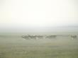 Caribou Cows In The Mist, Trepassey, Canada by Gustav Verderber Limited Edition Print