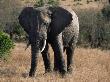 Elephant (Loxodonta) Mara Game Reserve, Kenya by Ralph Reinhold Limited Edition Print