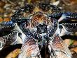 Giant Coconut Crab, Close Up, Zanzibar by Ariadne Van Zandbergen Limited Edition Print