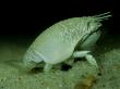 Mole Crab, De, Usa by Gustav Verderber Limited Edition Pricing Art Print