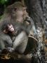 Mother And Baby Monkey At The Monkey Forest by Andrew Brownbill Limited Edition Print