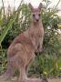 Kangaroo, Australia by Inga Spence Limited Edition Pricing Art Print