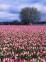 Tulip Field And Cherry Tree, Skagit Valley, Wa by Mark Windom Limited Edition Print