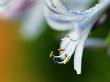 Common Agapanthus, Close Up Of Flower Showing Anthers, Howick, South Africa by Roger De La Harpe Limited Edition Print