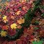 Close-Up Of Fall Foliage On Ground by Karl Neumann Limited Edition Print