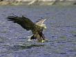 White-Tailed Eagle, Adult Fishing, Norway by Mark Hamblin Limited Edition Pricing Art Print