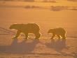 Polar Bear And Cub, Sunset, Wapsuk National Park, Canada by Harry Walker Limited Edition Print