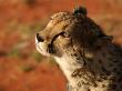 Cheetah, Nambia Africa by Keith Levit Limited Edition Print