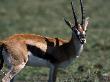 Grant's Gazelle (Gazella Granti) Mara, Kenya by Ralph Reinhold Limited Edition Print