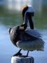 Pelican Standing On A Post by Fogstock Llc Limited Edition Print