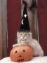 Jack-O-Lantern And Cat Wearing Hat by Ewing Galloway Limited Edition Pricing Art Print