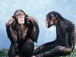 Pair Of Chimpanzees by Richard Stacks Limited Edition Print