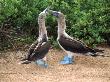 Blue Footed Boobies Mating, Galapagos Islands by Charles Cangialosi Limited Edition Pricing Art Print