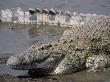 Nile Crocodile (Crocodylus Niloticus), Mara, Kenya by Ralph Reinhold Limited Edition Print