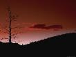 Silhouetted Dead Tree And Sunrise by David Ennis Limited Edition Print