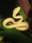 Amazon Tree Boa, Corallus Enydris Enydris, South America by Brian Kenney Limited Edition Print