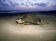 Pacific Ridley Sea Turtle On Beach, Mexico by Patricio Robles Gil Limited Edition Print
