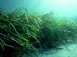 Eelgrass, Zostera Marina, South Uist, Scotland by Sue Scott Limited Edition Pricing Art Print