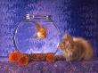 Kitten Looking At Fish In Fish Bowl by Richard Stacks Limited Edition Pricing Art Print