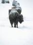 American Bison, Buffalo by Donald Higgs Limited Edition Print