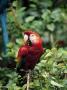 Macaw On Branch, Amazon by Inga Spence Limited Edition Print