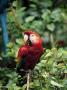 Macaw On Branch, Amazon by Inga Spence Limited Edition Pricing Art Print