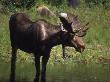 Moose In Habitat, Denali National Park, Ak by Frank Staub Limited Edition Print