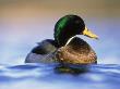 Mallard, Drake From Water Level by Niall Benvie Limited Edition Print