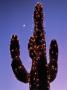 Wickenberg Cactus With Lights, Az by Jeff Greenberg Limited Edition Print