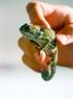 Hand Holding Chameleon, Kruger National Park, South Africa by Susanne Friedrich Limited Edition Print