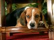 Beagle Relaxing by Alan And Sandy Carey Limited Edition Print